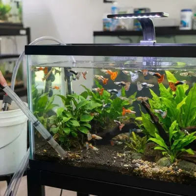 Guppy Water Change Guide