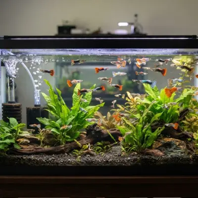 Best Filters for Guppies