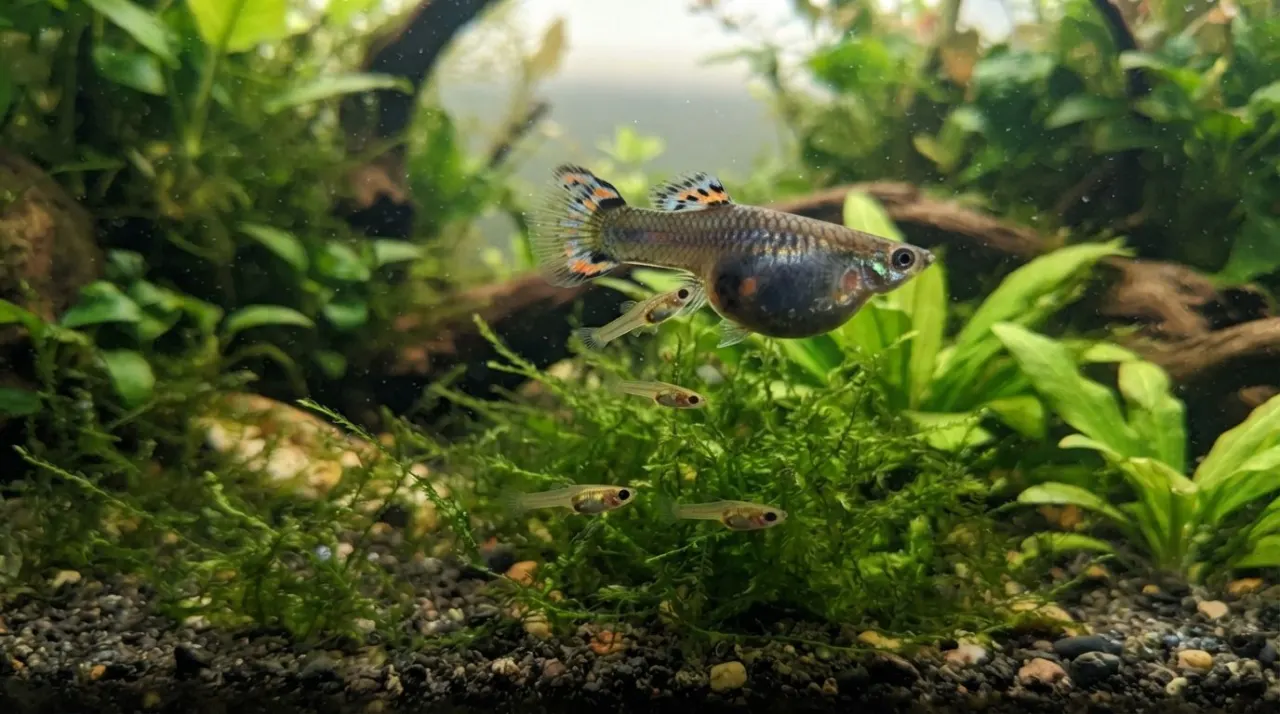 Guppy Labor & Giving Birth Guide featured image