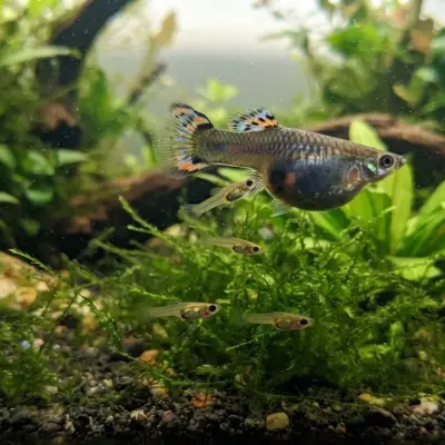 Guppy Labor & Giving Birth Guide