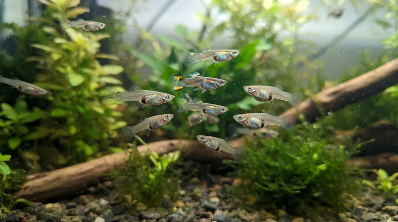 When Can You Tell Male vs. Female Guppy Babies? featured image