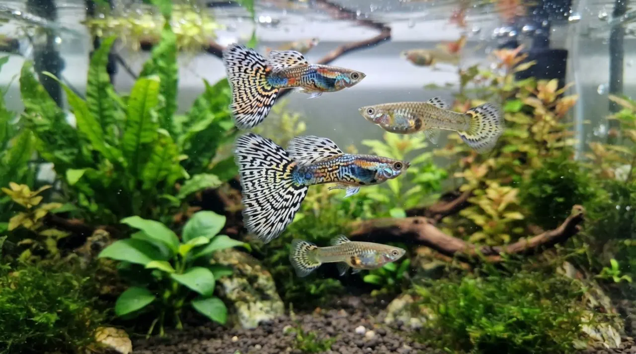 Lace Guppy showing its signature color and pattern in a planted freshwater aquarium