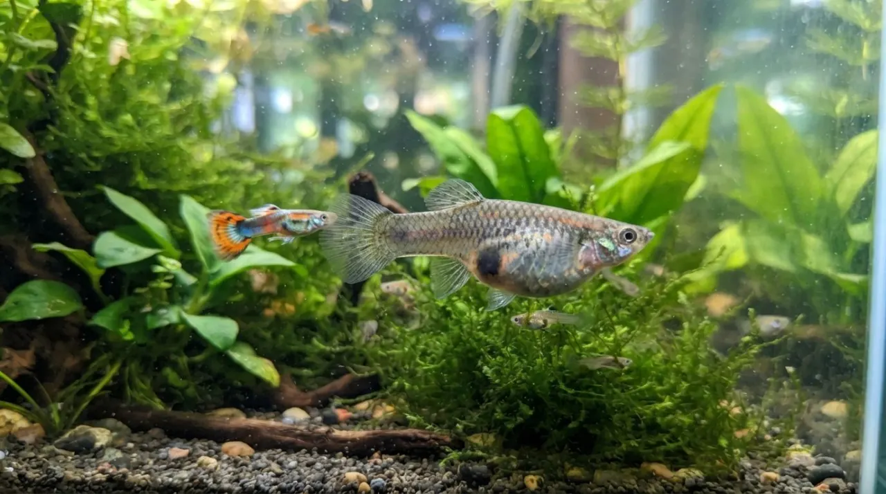 Pregnant female guppy in a peaceful planted freshwater aquarium