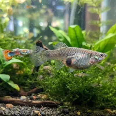 Guppy Pregnancy Guide