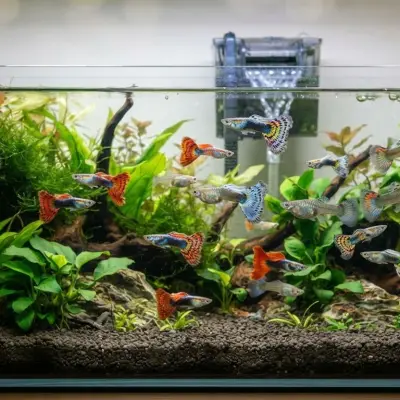 Guppy Care Basics