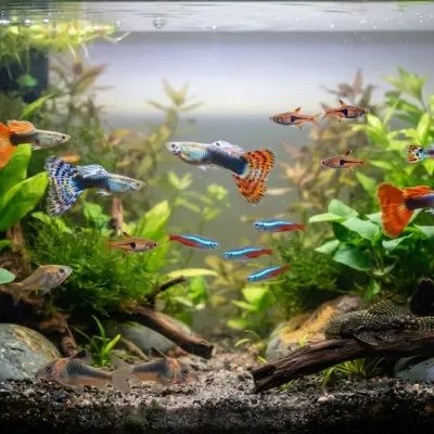 Best Guppy Tank Mates