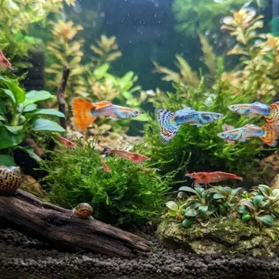 Guppies with Shrimp and Snails