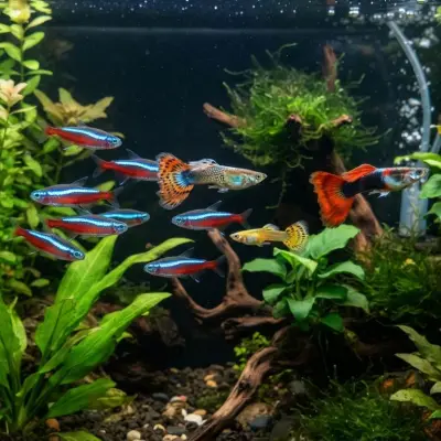 Can Guppies Live With Neon Tetras?