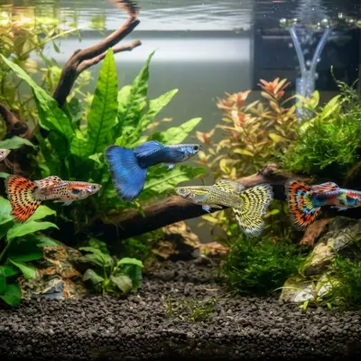 Guppy Tail Types