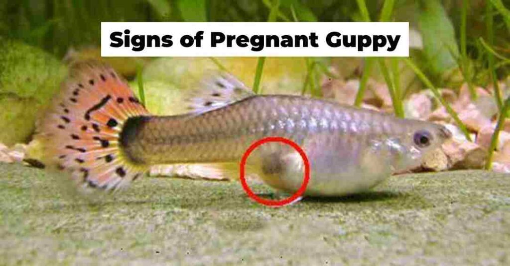 Signs of Pregnant Guppy