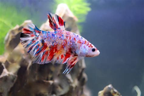 Candy koi betta