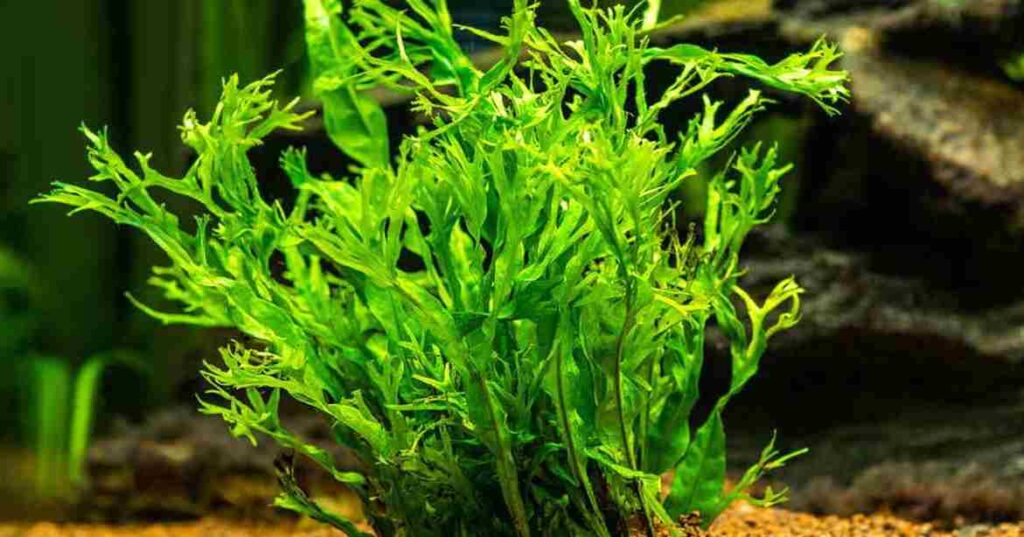 Java Fern Microsorum pteropus