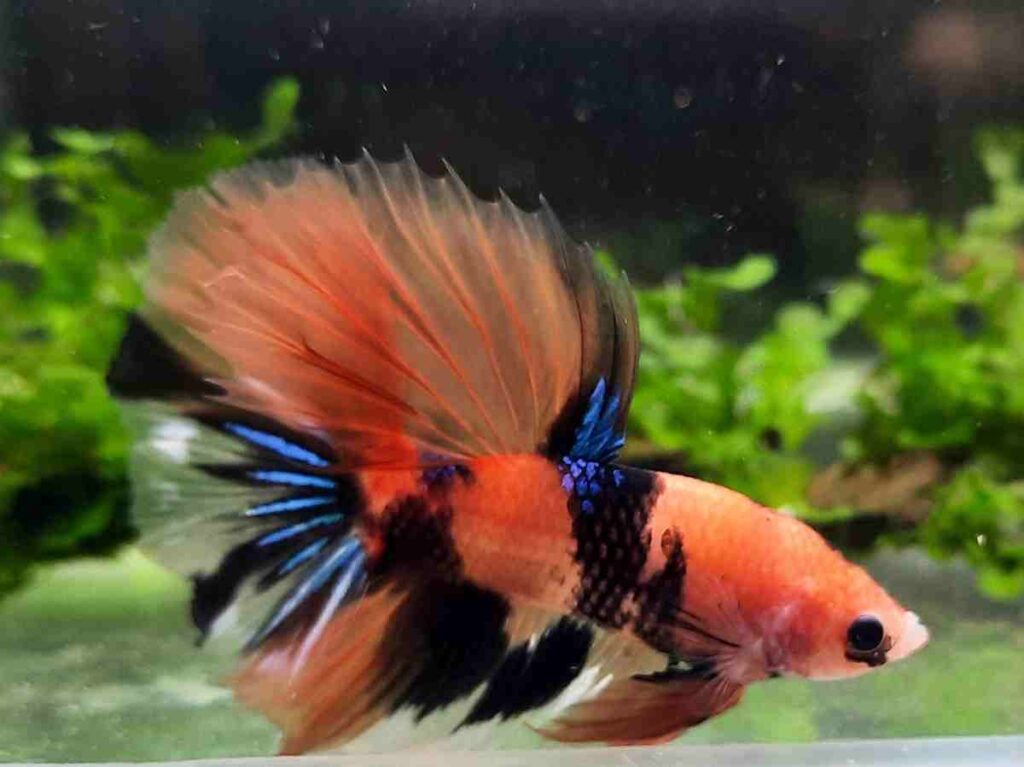 Nemo Betta Fish