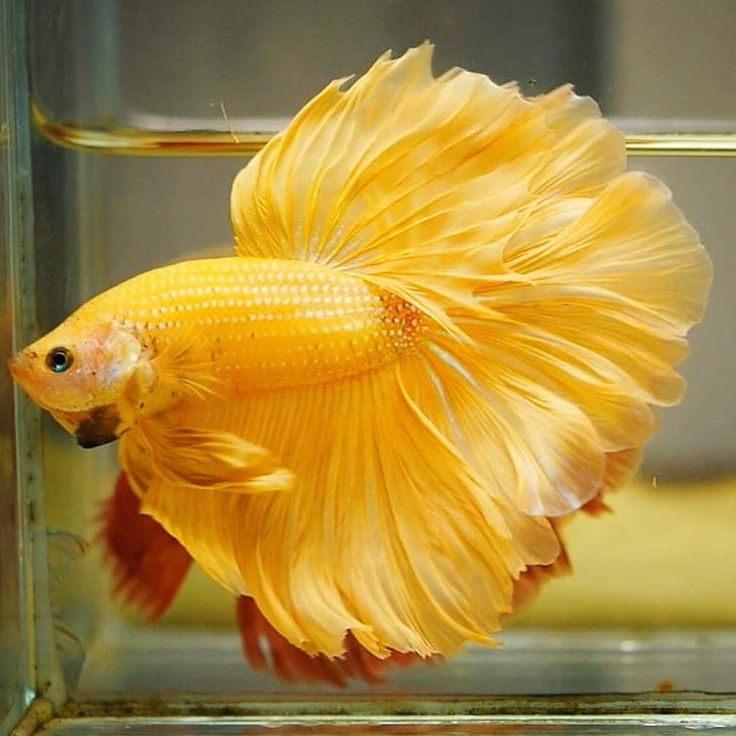 Yellow Betta Fish